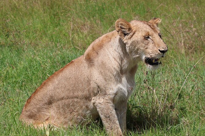 3 Day Private Tour in Maasai Mara with Lodge Luxury with Jeep - Day 1: Nairobi, the Rift Valley, and your first Mara drive