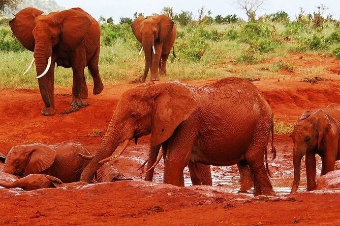 3-Day Private Tour in Tsavo East and Tsavo West - Key things to know before booking