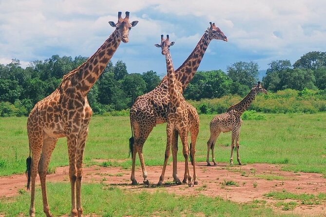3-Day Private Tour in Tsavo West National Parks - Key points before you book