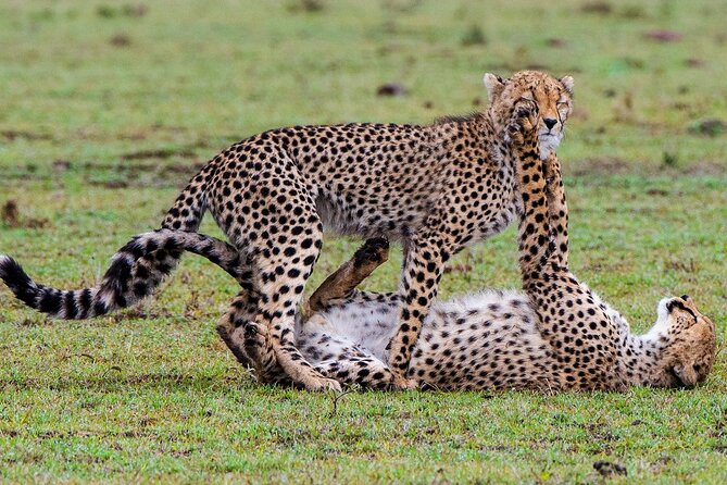 3-Day Private Tour in Tsavo West National Parks - Why Tsavo works so well as a three-day safari