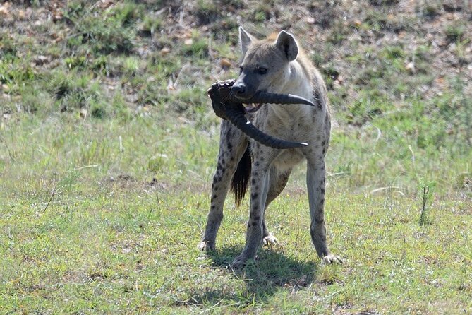 3-Day Private Tour in Tsavo West National Parks - Who will enjoy this safari most