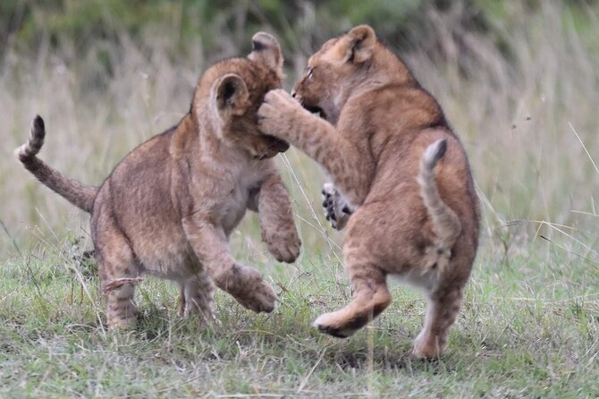 3-Day Private Tour in Tsavo West National Parks - Should you book it?