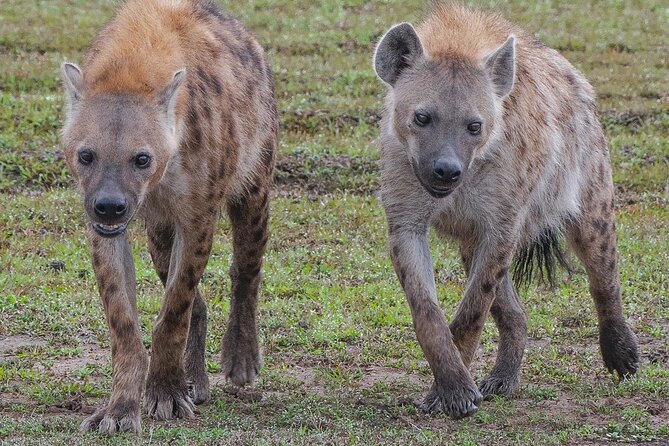 3-Day Private Tour in Tsavo West National Parks - Day 1: Nairobi to Tsavo East and the red-dust plains