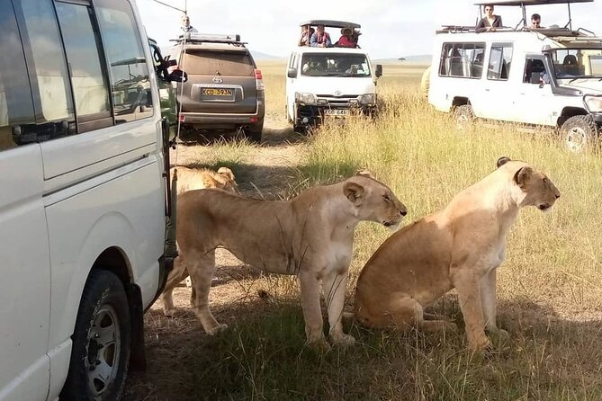 3 Day Private Wild Safari Tour in Maasai Mara - A private start from Nairobi at 7 a.m.