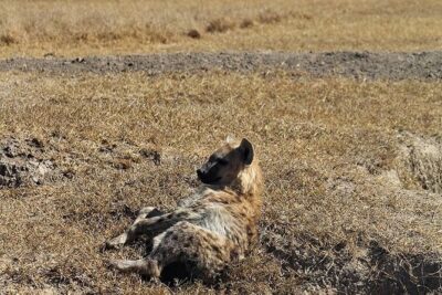 3-Day Safari Tour in two National Parks