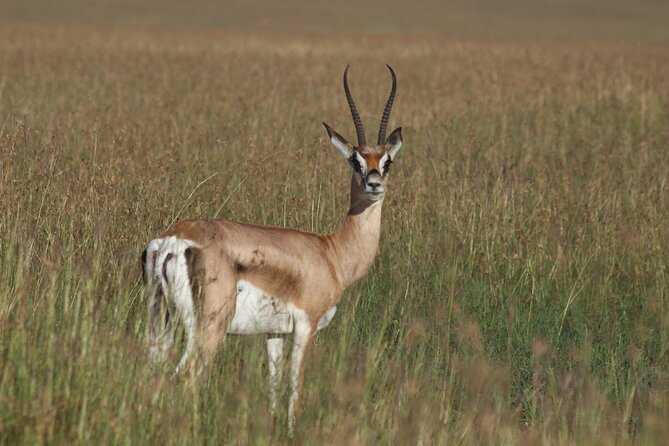 3-Day Sweetwaters: Ol Pejeta Conservancy Safari from Nairobi - Day two: the main wildlife day
