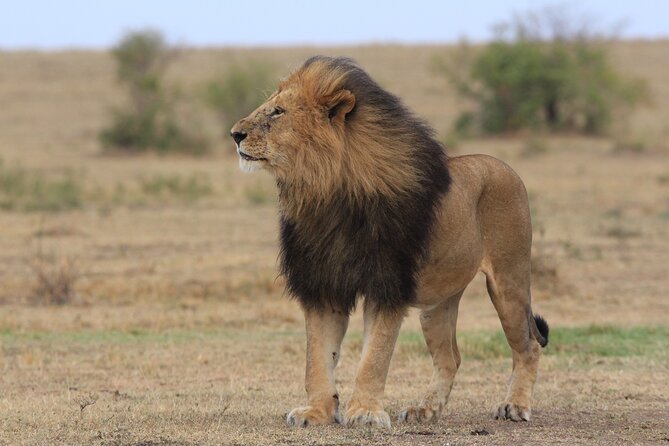3-Day Sweetwaters: Ol Pejeta Conservancy Safari from Nairobi - Day three: one last game drive, then Nairobi