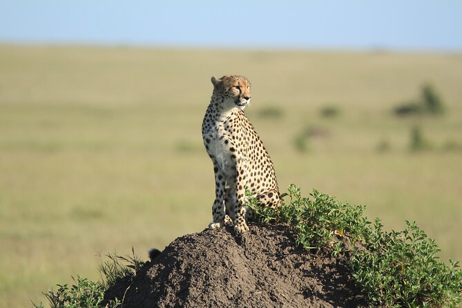 3-Day Sweetwaters: Ol Pejeta Conservancy Safari from Nairobi - What the $1,460 price includes