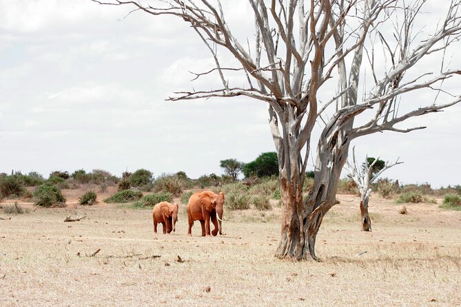 3-Day Tsavo East and Tsavo West Safari - Day three: Mzima Springs and the long run to Nairobi