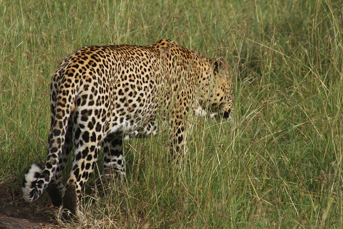 3-Day Tsavo East and Tsavo West Safari - What the private Land Cruiser changes