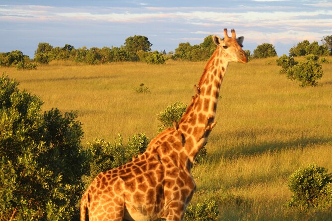 3-Day Tsavo East and Tsavo West Safari - Strengths, limits, and the right kind of safari