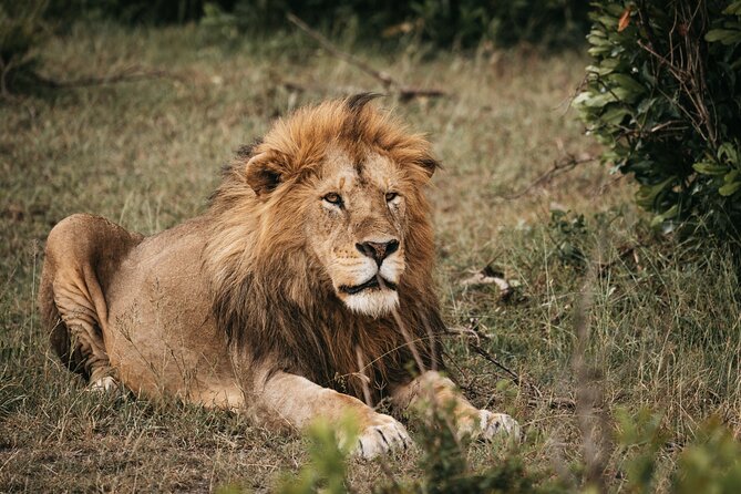 3-Day Tsavo East and Tsavo West Safari - Should you book this Tsavo safari?