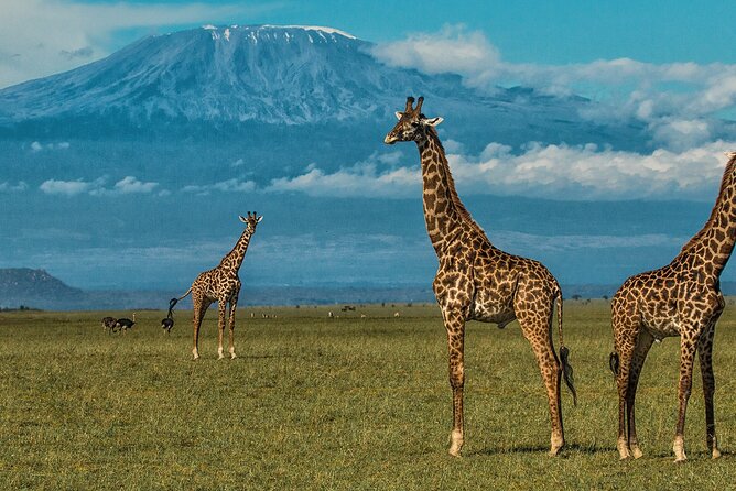 3 Days 2 Nights Amboseli National Park Tour - Day 3: the final game drive and return to Nairobi