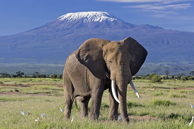 3 Days 2 Nights Amboseli National Park Tour - The guide can shape the whole experience
