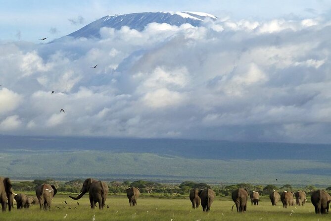 3 Days 2 Nights Amboseli National Park Tour - The 7:00 am departure from Nairobi