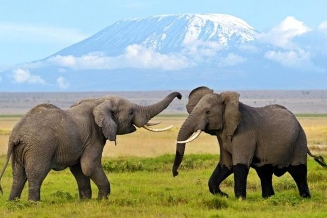3 Days 2 Nights Amboseli Safari - Key points to know before booking