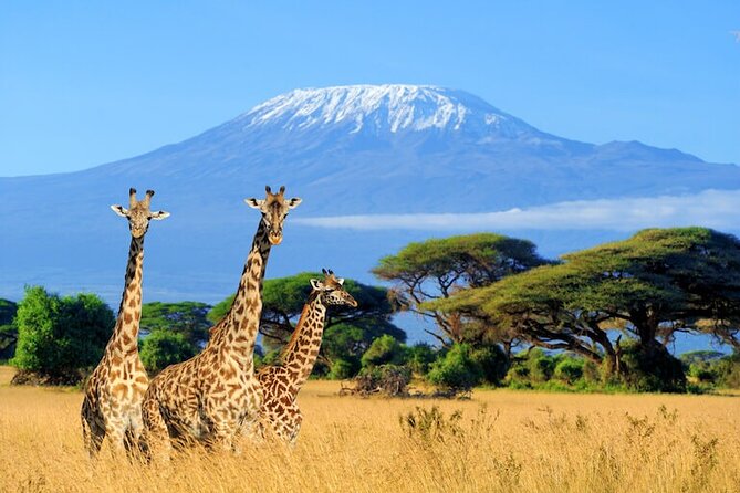 3 Days 2 Nights Amboseli Safari - Day two: A full day among elephants, predators, and wetlands