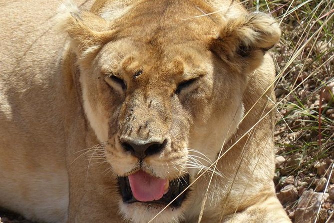 3 days 2 nights budget group safari to Maasai Mara National Reserve - What $195.56 really buys you