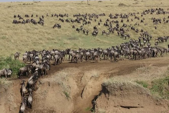 3 days 2 nights budget group safari to Maasai Mara National Reserve - Day 2: Eight hours among Mara wildlife