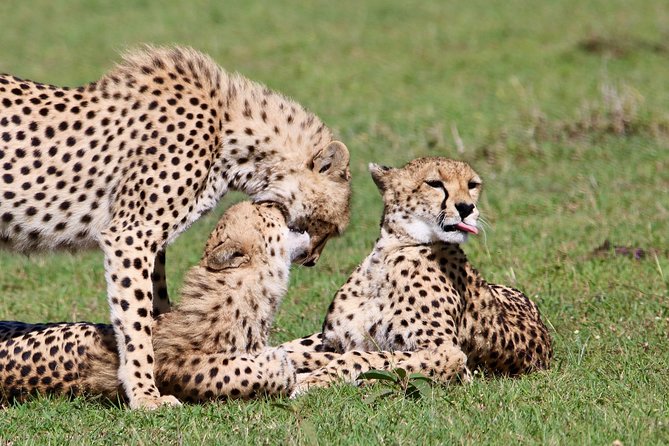3 Days 2 Nights in Maasai Mara via The Great Rift Valley - The early game drive on day three