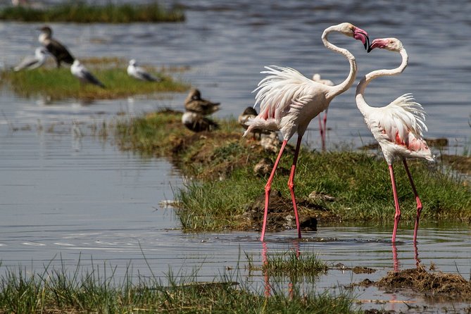 3 Days 2 Nights in Maasai Mara via The Great Rift Valley - Meals, camp nights, and daily comfort