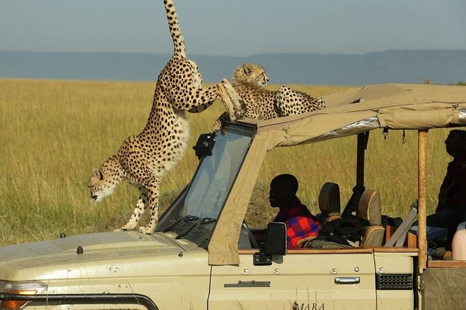 3 Days - 2 Nights Maasai Mara from Nairobi - Day two in the Maasai Mara