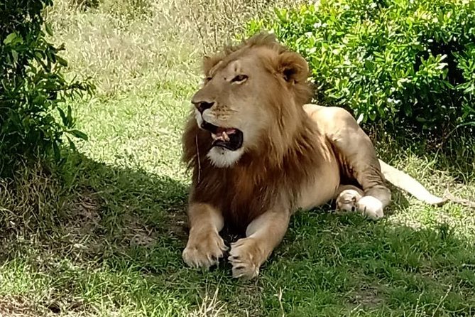 3 days, 2 nights Maasai Mara Game Reserve - What the full second day gives you