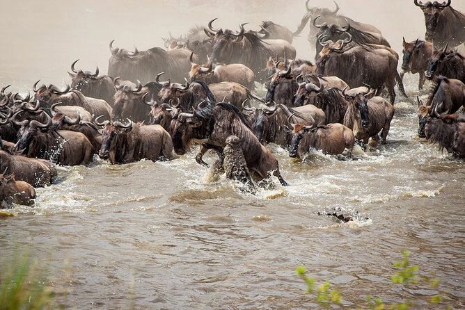 3 Days 2 Nights Maasai Mara Group Safari by 4WD From Nairobi - Why this three-day Mara trip works for a short Kenya visit