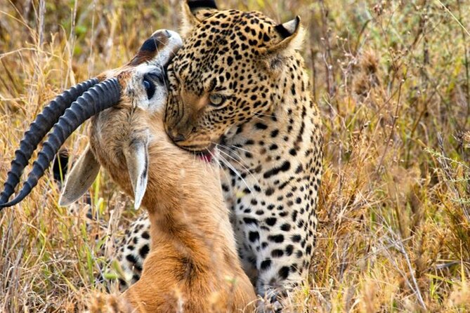 3 Days 2 Nights Maasai Mara Group Safari by 4WD From Nairobi - The full-day game drive and picnic lunch