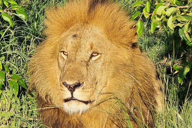 3 Days 2 Nights Maasai Mara Group Safari by 4WD From Nairobi - What $187 includes, and what it does not