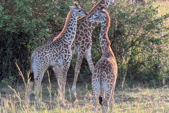 3 Days 2 Nights Maasai Mara Group Safari by 4WD From Nairobi - Who should book this safari