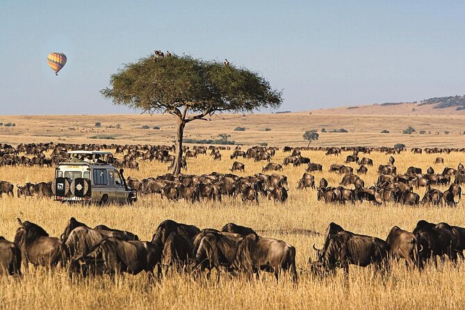 3 Days 2 Nights Maasai Mara National Reserve Joining Safari - The guide and vehicle can shape the whole trip
