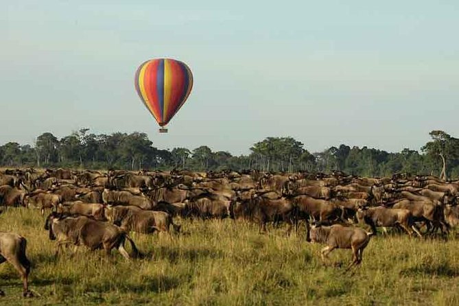 3 Days 2 Nights Masai Mara Joining Safari From Nairobi - Day three: a dawn drive and the return to Nairobi