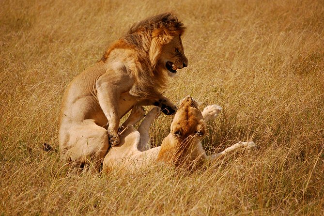3 Days 2 Nights Masai Mara Joining Safari From Nairobi - The real price: $500 is not the full safari cost