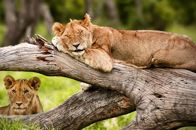 3 Days 2 Nights Masai Mara Joining Safari From Nairobi - Camping, meals, and the level of comfort