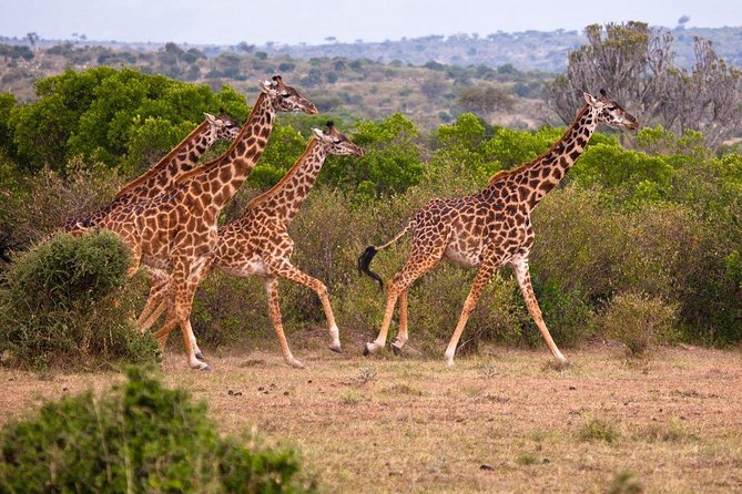 3 Days 2 Nights Masai Mara Joining Safari From Nairobi - What the guide and operator add to the trip
