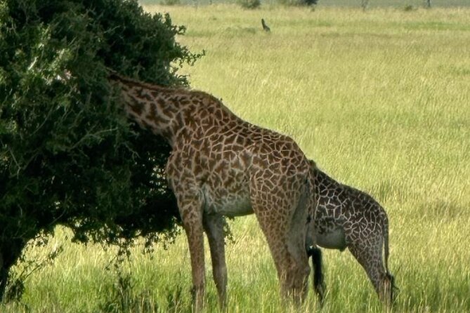 3 Days 2 Nights Masai Mara Road Transport Safari - Day 2: The full-day wildlife drive