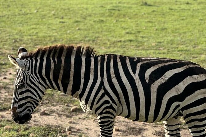 3 Days 2 Nights Masai Mara Road Transport Safari - The guide and group experience