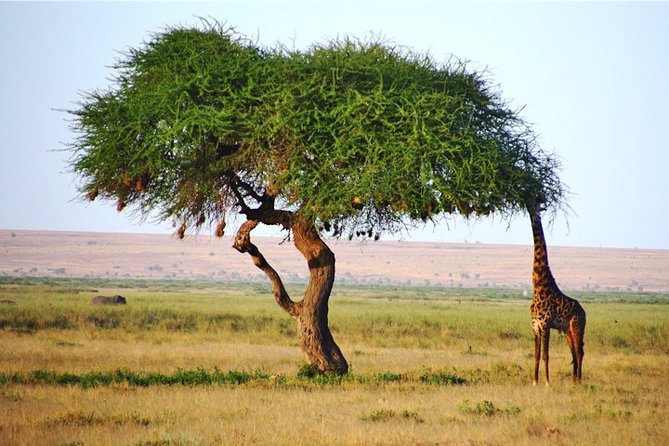 3 Days, 2 Nights Safari - Amboseli National Park and Tsavo West Adventure Safari - From Diani Beach to Tsavo West before breakfast