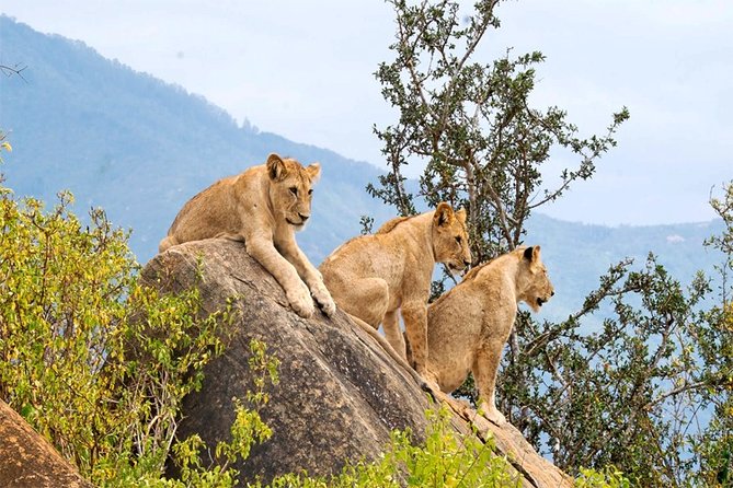 3 Days, 2 Nights Safari - Amboseli National Park and Tsavo West Adventure Safari - Amboseli elephants and the long Kilimanjaro view