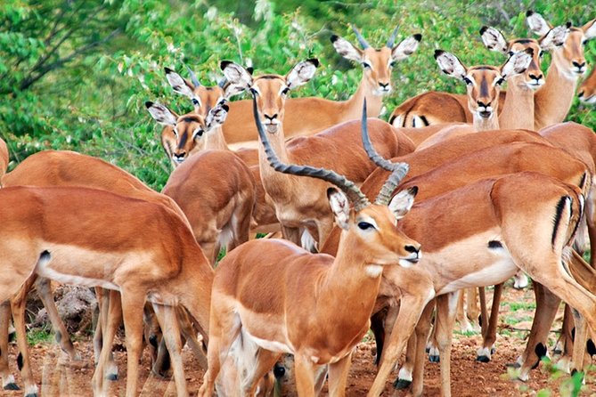 3 Days, 2 Nights Safari - Amboseli National Park and Tsavo West Adventure Safari - Observation Hill and the only walk out of the vehicle