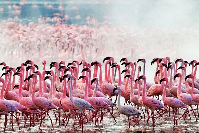 3 Days, 2 Nights Safari - Amboseli National Park and Tsavo West Adventure Safari - The optional Tsavo East return route