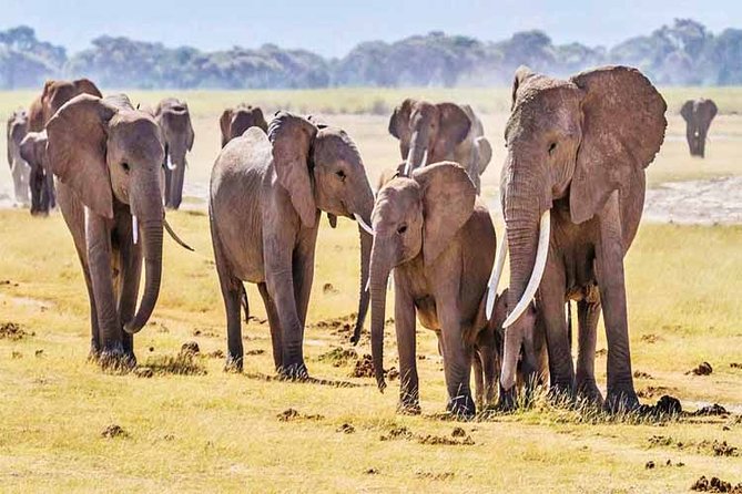 3 Days, 2 Nights Safari - Amboseli National Park and Tsavo West Adventure Safari - What the $845 price covers