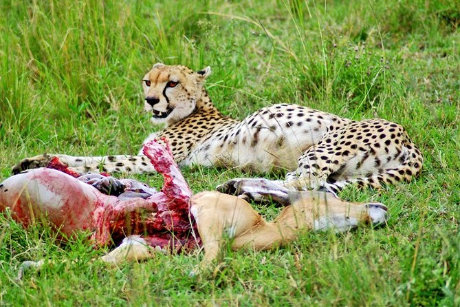 3 Days, 2 Nights Safari - Amboseli National Park and Tsavo West Adventure Safari - Who will enjoy this safari most