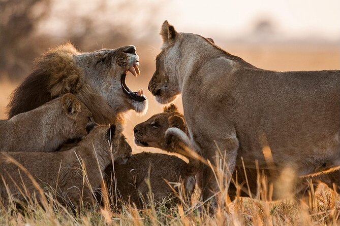 3 Days, 2 Nights Safari - Luxury Maasai Mara from Kisumu/Nairobi - What $2,230 buys you in the Maasai Mara