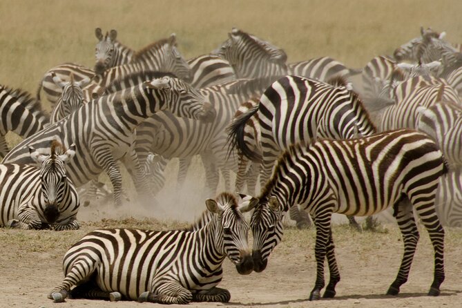 3 Days, 2 Nights Safari - Luxury Maasai Mara from Kisumu/Nairobi - How private transport changes the experience