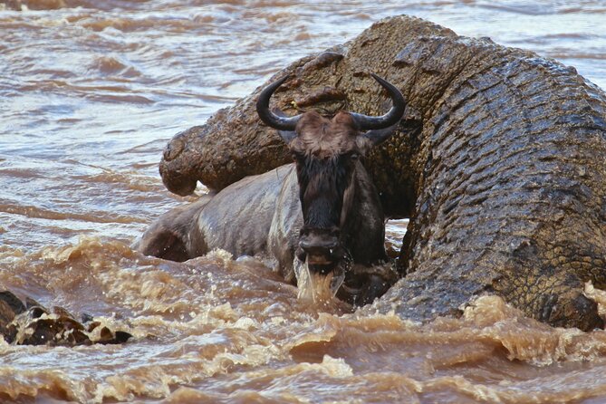 3 Days, 2 Nights Safari - Luxury Maasai Mara from Kisumu/Nairobi - Wildlife, photography, and realistic expectations