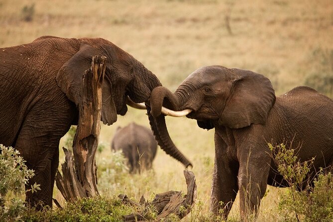 3 Days, 2 Nights Safari - Luxury Maasai Mara from Kisumu/Nairobi - Day two: a full day among lions and acacia trees