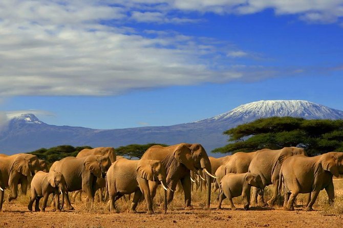3 days, 2 nights safari to Amboseli National park from Nairobi - Key points to know before booking