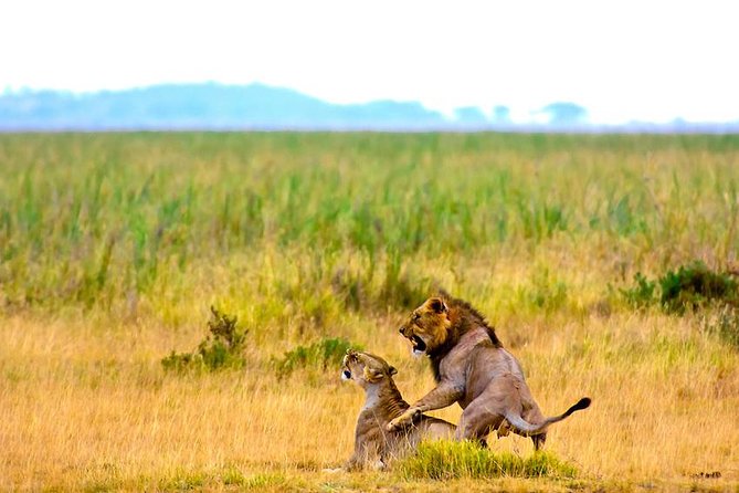3 days, 2 nights safari to Amboseli National park from Nairobi - Day 3: a final game drive and the road back